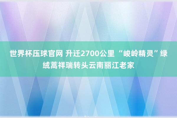 世界杯压球官网 升迁2700公里 “峻岭精灵”绿绒蒿祥瑞转头云南丽江老家